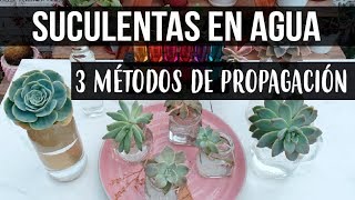 REPRODUCIR SUCULENTAS EN AGUALOGROS EN 1 SEMANA [upl. by Enyalb]