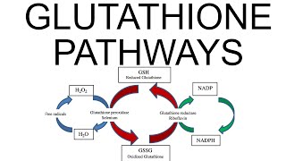 Glutathione Pathways [upl. by Enihpad330]