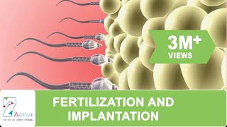 FERTILIZATION AND IMPLANTATION [upl. by Mettah28]