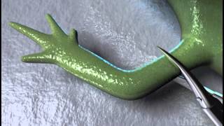 Salamander Limb Regeneration — HHMI BioInteractive Video [upl. by Perlis]