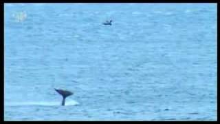 orca slaps a seal 60 feet high [upl. by Mccurdy811]