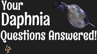 Daphnia Questions Answered [upl. by Farlie]