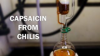 How to extract capsaicinoids from chili peppers [upl. by Cenac285]