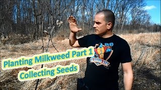 Planting Milkweed Part 1  Collecting Seeds Help The Monarch Butterfly [upl. by Oiracam972]