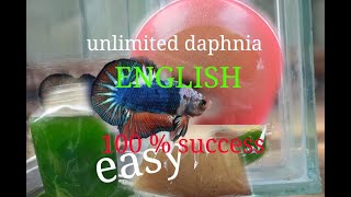 daphnia moina culture Easy way Unlimited production English  with sub Green water Chlorella [upl. by Naesyar17]