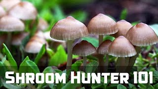 ShroomHunter 101 Identify Wild Magic Mushrooms Psilocybin [upl. by Nuarb284]