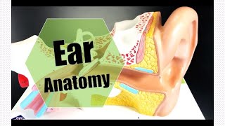 Ear Anatomy [upl. by Ecirtnom]