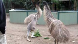 Kangaroo vs Emu FIGHT [upl. by Zetrauq]