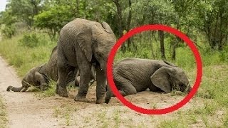 Elephants Gets Drunk After Eating Marula Fruit [upl. by Norma]