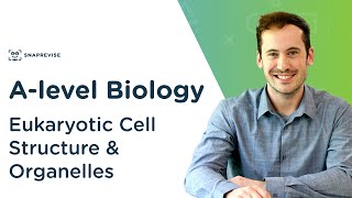 Eukaryotic Cell Structure amp Organelles  Alevel Biology  OCR AQA Edexcel [upl. by Baiss]