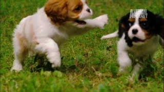 Playful Spaniels  Too Cute [upl. by Etat]