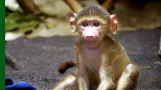 Rescued Baby Baboon Competes for Affection  Love Nature [upl. by Oiril]