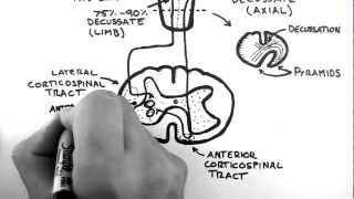 Spinal Pathways 4  Corticospinal Tract [upl. by Llebpmac191]