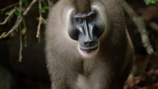 Vivid Footage of One of the Rarest Primates in the World [upl. by Roselani]