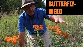 Butterflyweed Asclepias tuberosa Profile [upl. by Isabelle]