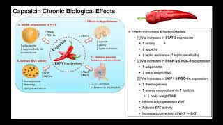 Capsaicin  Biosynthesis Mechanism amp Metabolism [upl. by Rocky999]