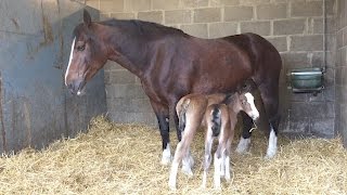 Meet the rare twin foals [upl. by Brookner]