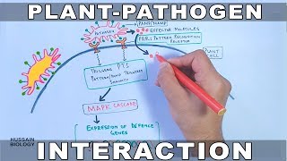 Plant Pathogen Interaction  Signalling [upl. by Sergias]