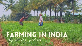 Farming in India  Planting and Harvesting  Agricultural Activities India [upl. by Ettenoj]