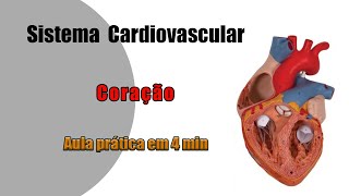 Anatomia Cardiovascular  Coração  Aula Prática [upl. by Anila]