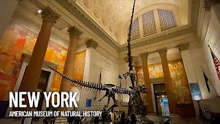 American Museum of Natural History Inside Walking Tour  New York USA [upl. by Nahn]