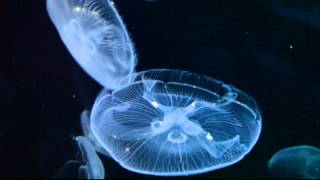 Medusa  Jellyfish  Medusozoa [upl. by Hnaht]