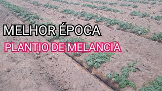 MELHOR ÉPOCA PARA PLANTAR MELANCIA [upl. by Eniawed]