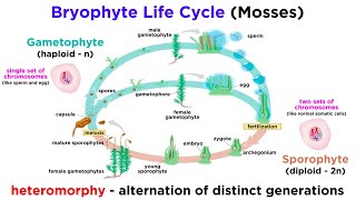 Bryophytes and the Life Cycle of Plants [upl. by Hasan186]