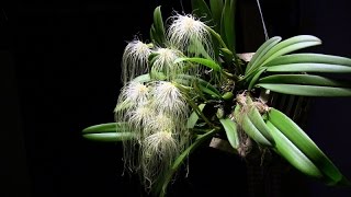 How I grow and bloom Bulbophyllum medusae [upl. by Neret]