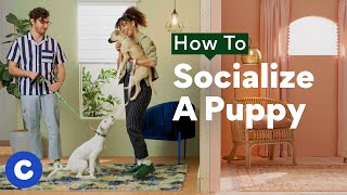 How To Socialize a Puppy  Chewtorials [upl. by Clarkson562]