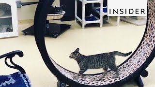 Exercise Wheel For Cats [upl. by Ecneralc]