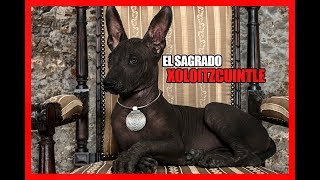 La HISTORIA del xoloitzcuintle  Perro sagrado MEXICANO [upl. by Eph]