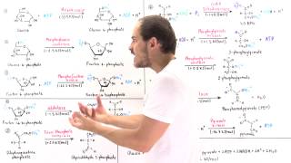 Overview of Glycolysis [upl. by Cooke604]