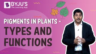 Pigments in PlantsTypes and Functions [upl. by Herzen]