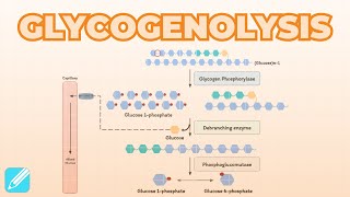 Glycogenolysis Glycogen Breakdown  Metabolism [upl. by Alfonzo]