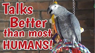 Einstein Parrot can talk better than most humans [upl. by Sillad]