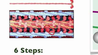 043 The details of Muscle Contraction [upl. by Leela]