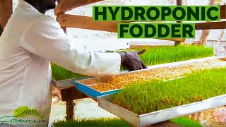 The ‘step by step’ of how to grow hydroponic barleywheat fodder in Africa [upl. by Hakym]