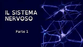 SISTEMA NERVOSO  I NEURONI parte 1 [upl. by Ellenahs]