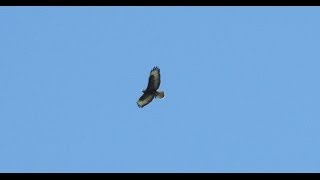 Common Buzzard Hovering and Attacking Prey [upl. by Tace]