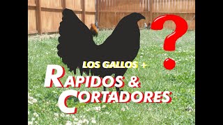 Los gallos más rápidos y agresivos [upl. by Enajaras]