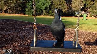 Visiting Australian Magpies Around My Neighbourhood [upl. by Crichton]