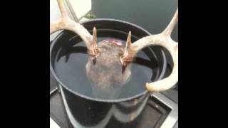 Deer Head Skull Mount  DIY European Style [upl. by Ahsiekram]