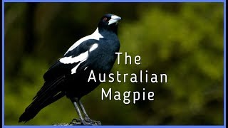 The Australian Magpie [upl. by Maxie]