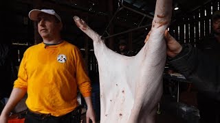 How to Eviscerate a Pig to Prep for Butchering [upl. by Bogart]