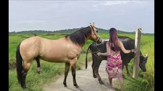 My sister training care her lovely horse in beginner 2021 [upl. by Nanni]