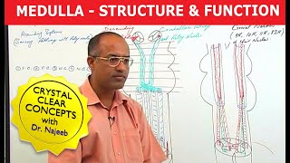 Medulla Oblongata  Structure and Function  Neuroanatomy [upl. by Leinahtam]