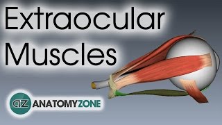 Extraocular Muscles  Eye Anatomy [upl. by Gaal]