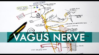 Vagus Nerve  Cranial nerve X  Head amp Neck Anatomy Tutorial [upl. by Ocihc]