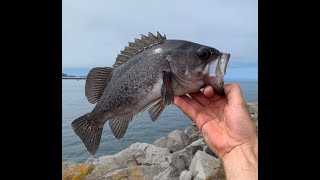 ROCKFISH From SHORE on artificial  North Jetty Coos Bay Oregon [upl. by Davy]